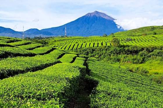 Kebun Teh Kayu Aro, Kab. Kerinci